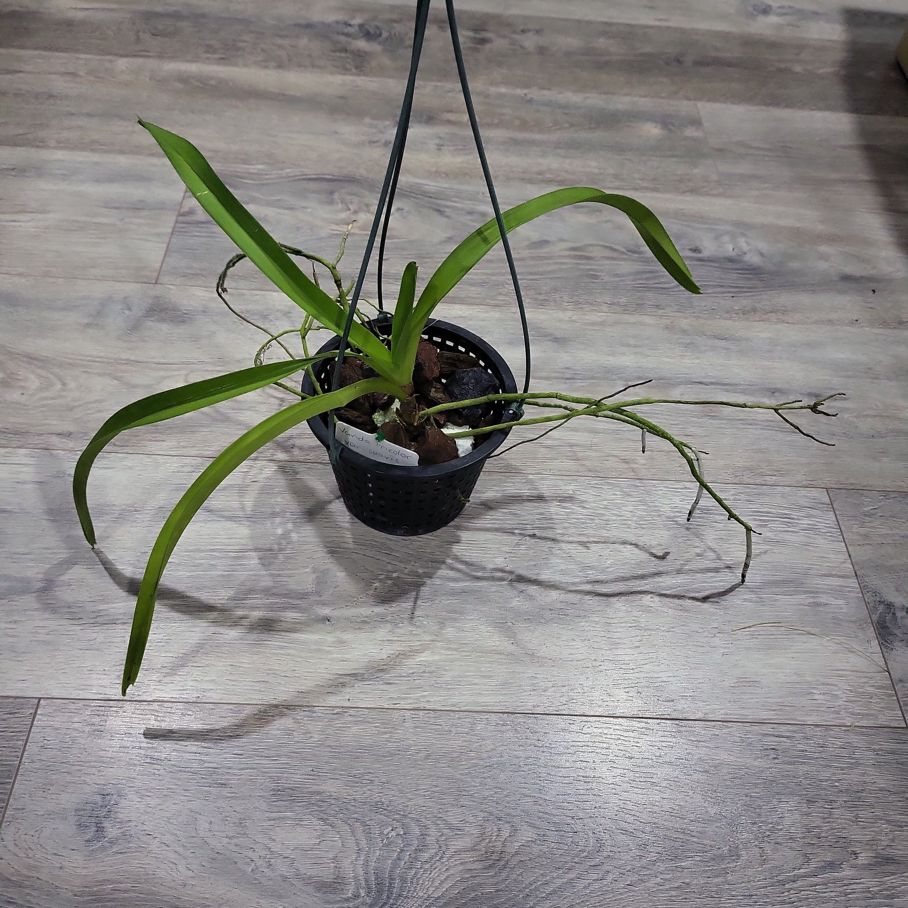 Very Fragrant Vanda Tricolor Var. Suavis