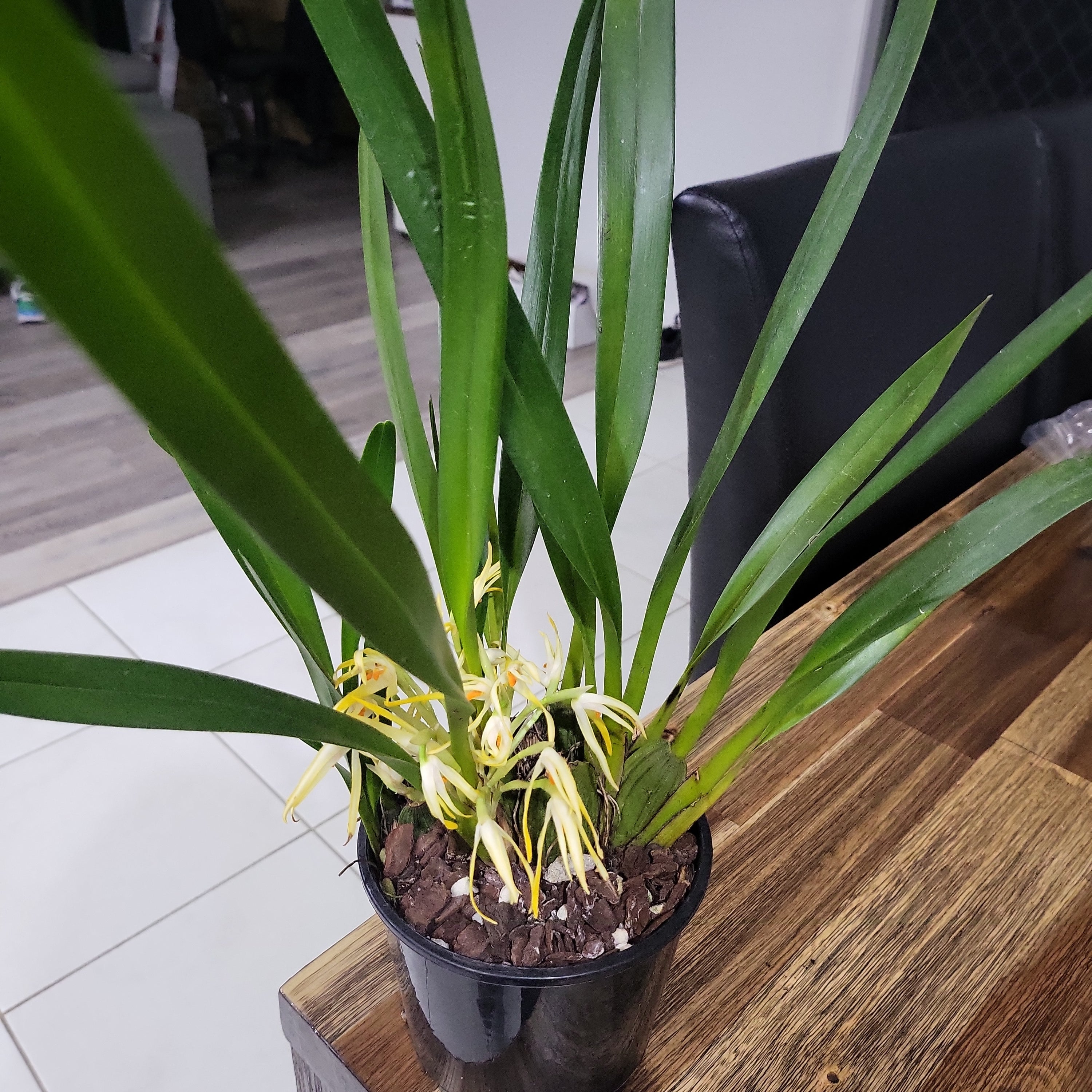 Maxillaria hennisiana (syn Maxillaria shepheardii)  Highly Fragrant Species Secondary image