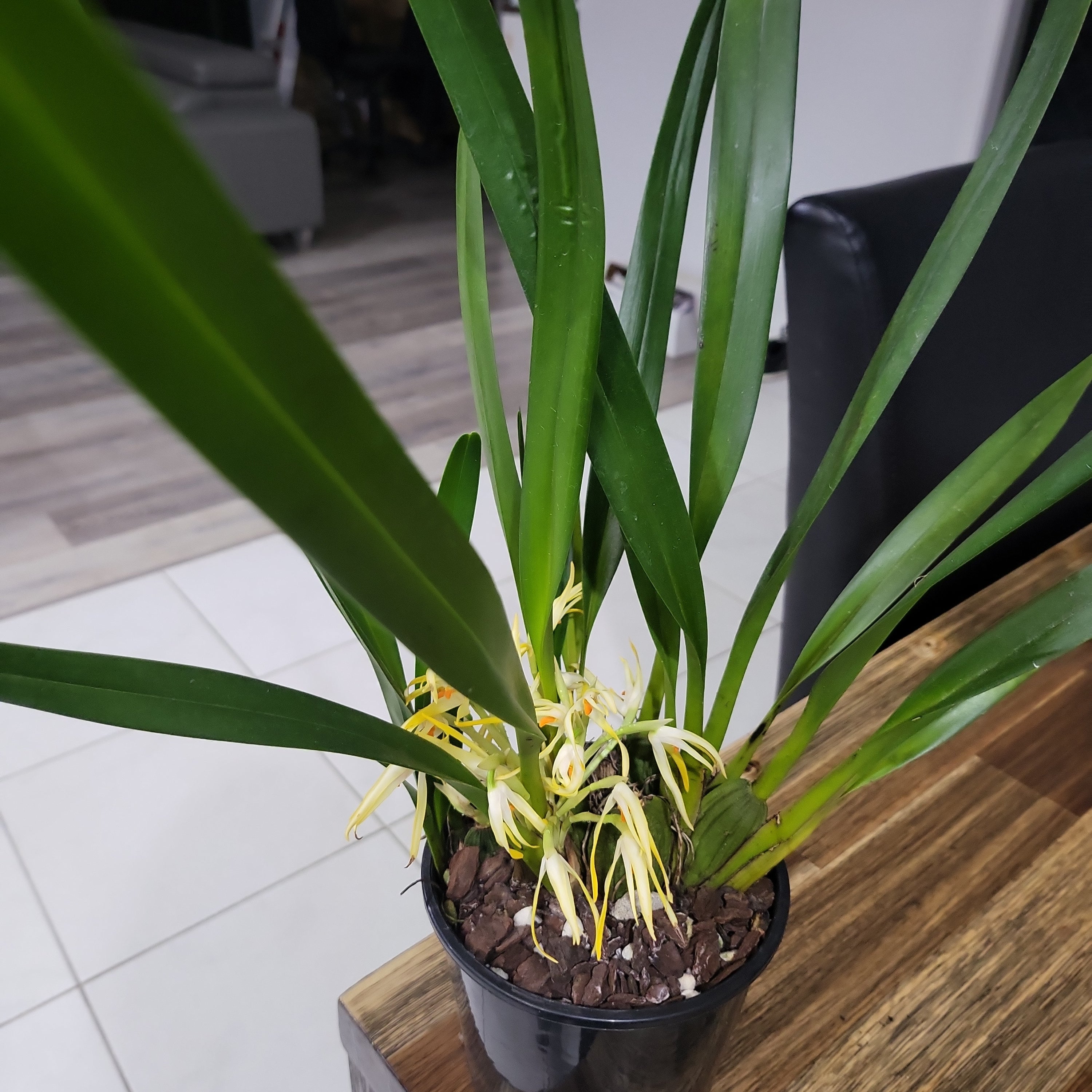 Maxillaria hennisiana (syn Maxillaria shepheardii)  Highly Fragrant Species