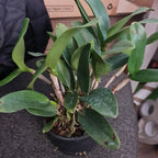 Cattleya Potinara Burana Beauty (Fragrant)