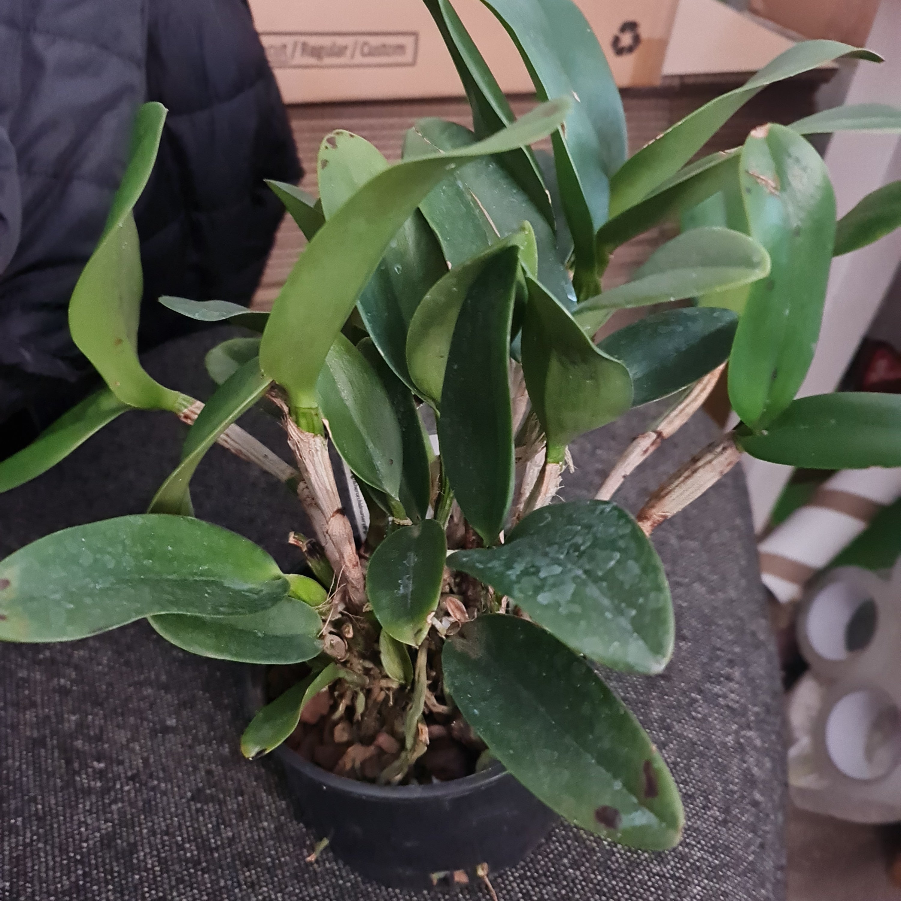 Cattleya Potinara Burana Beauty (Fragrant)