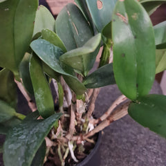 Cattleya Potinara Burana Beauty (Fragrant)