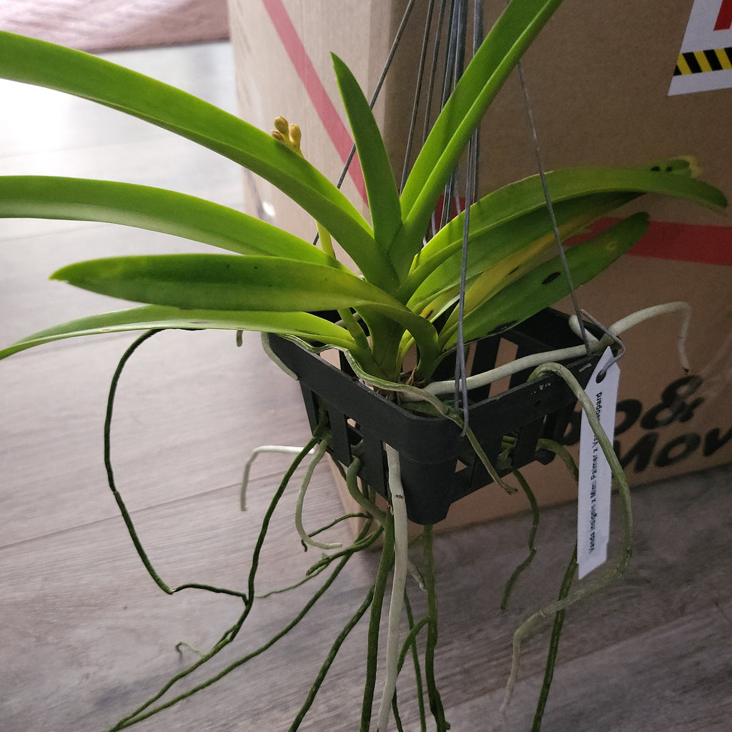 Vanda Mimi palmer X Insignis X Varut Leopard