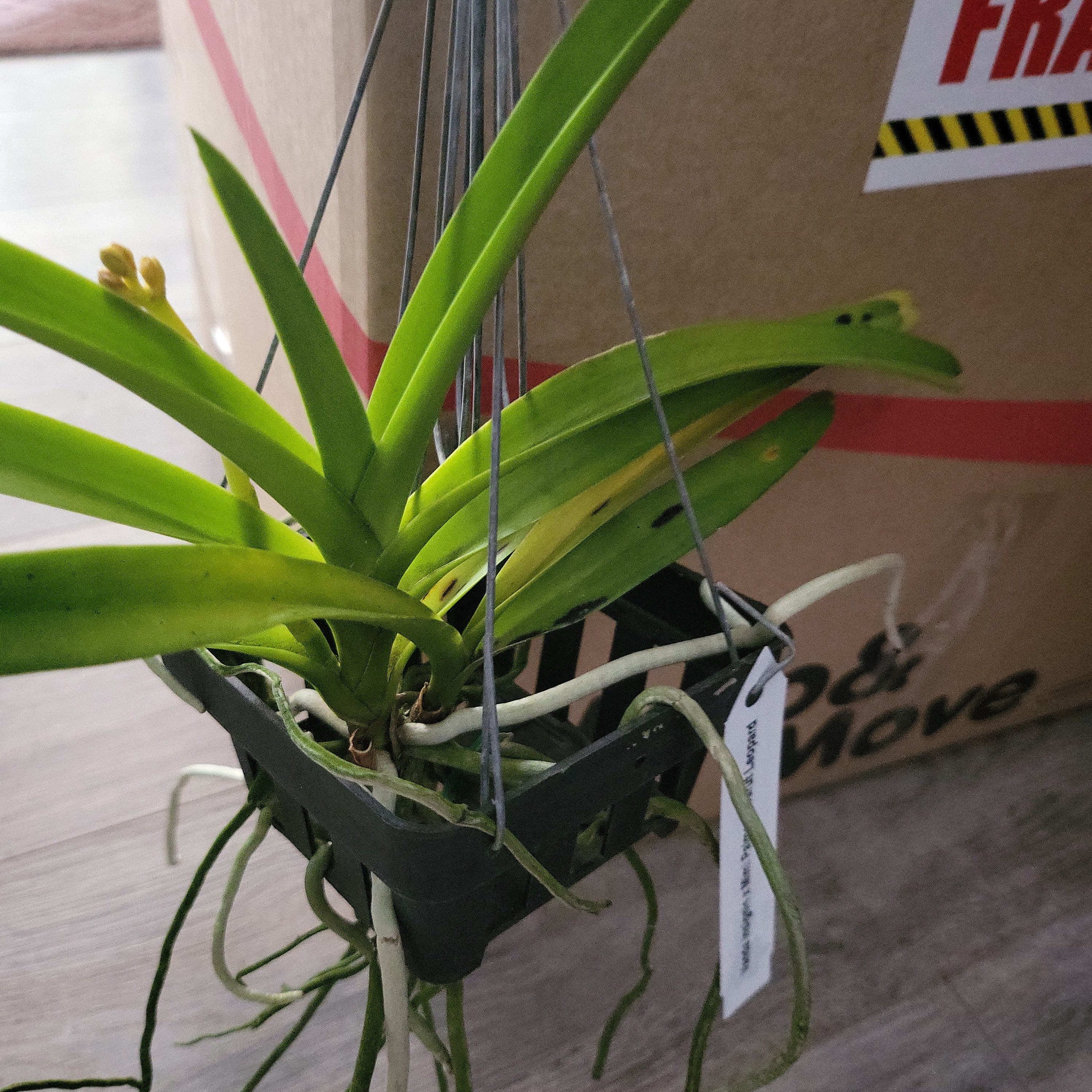 Vanda Mimi palmer X Insignis X Varut Leopard