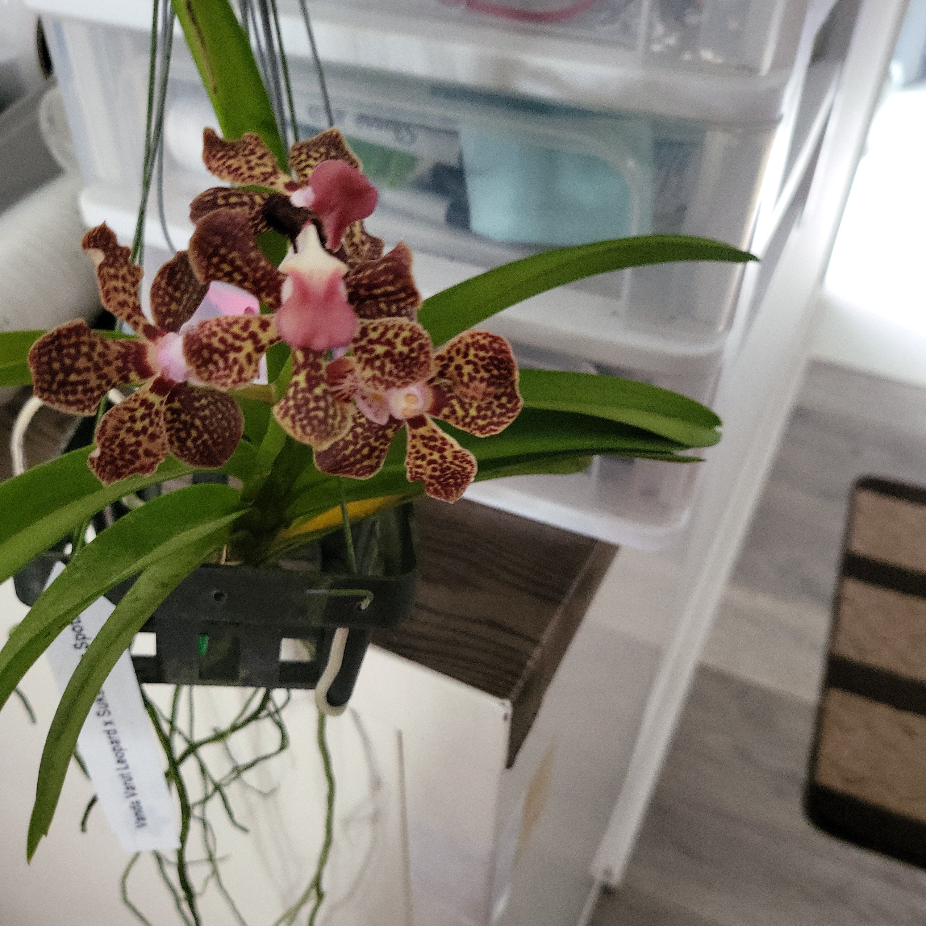 (In Flower Now) Vanda Varut Leopard x Suksamran Spot Secondary image