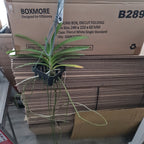 Vanda Varut Leopard x Suksamran Spot