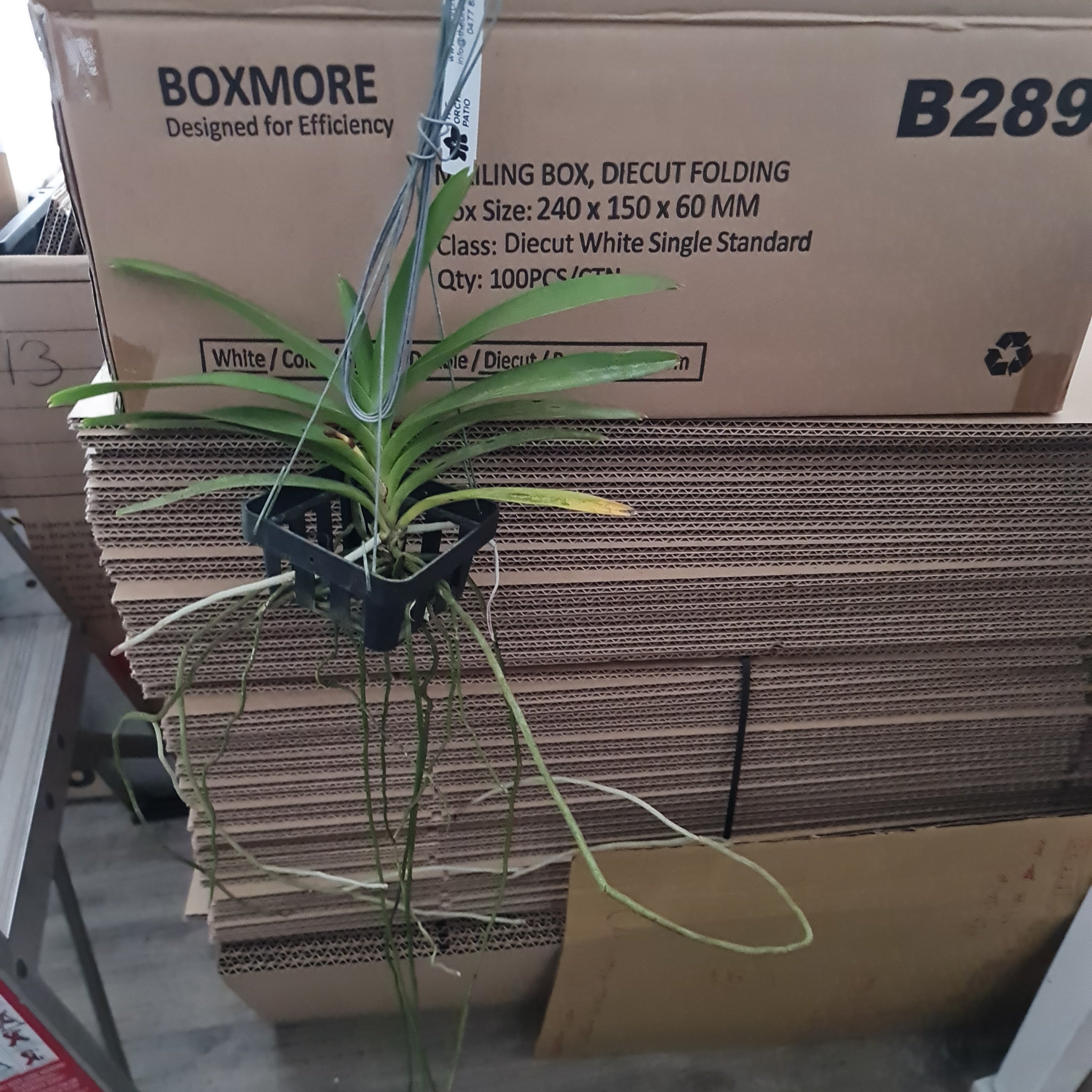 Vanda Varut Leopard x Suksamran Spot