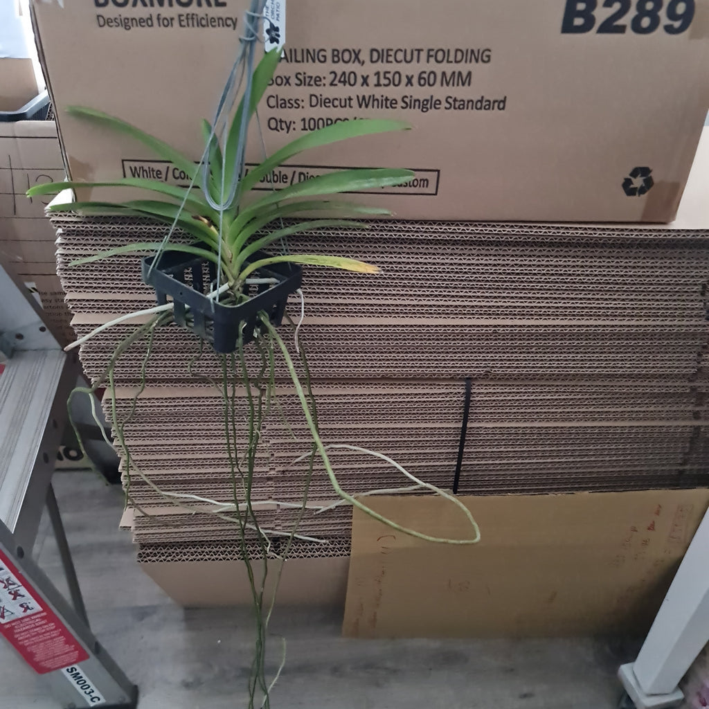 Vanda Varut Leopard x Suksamran Spot