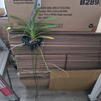 Vanda Varut Leopard x Suksamran Spot
