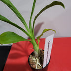 Catasetum Mark's Red Hermosa 'Mark's Jungle Girls (Mericlone)