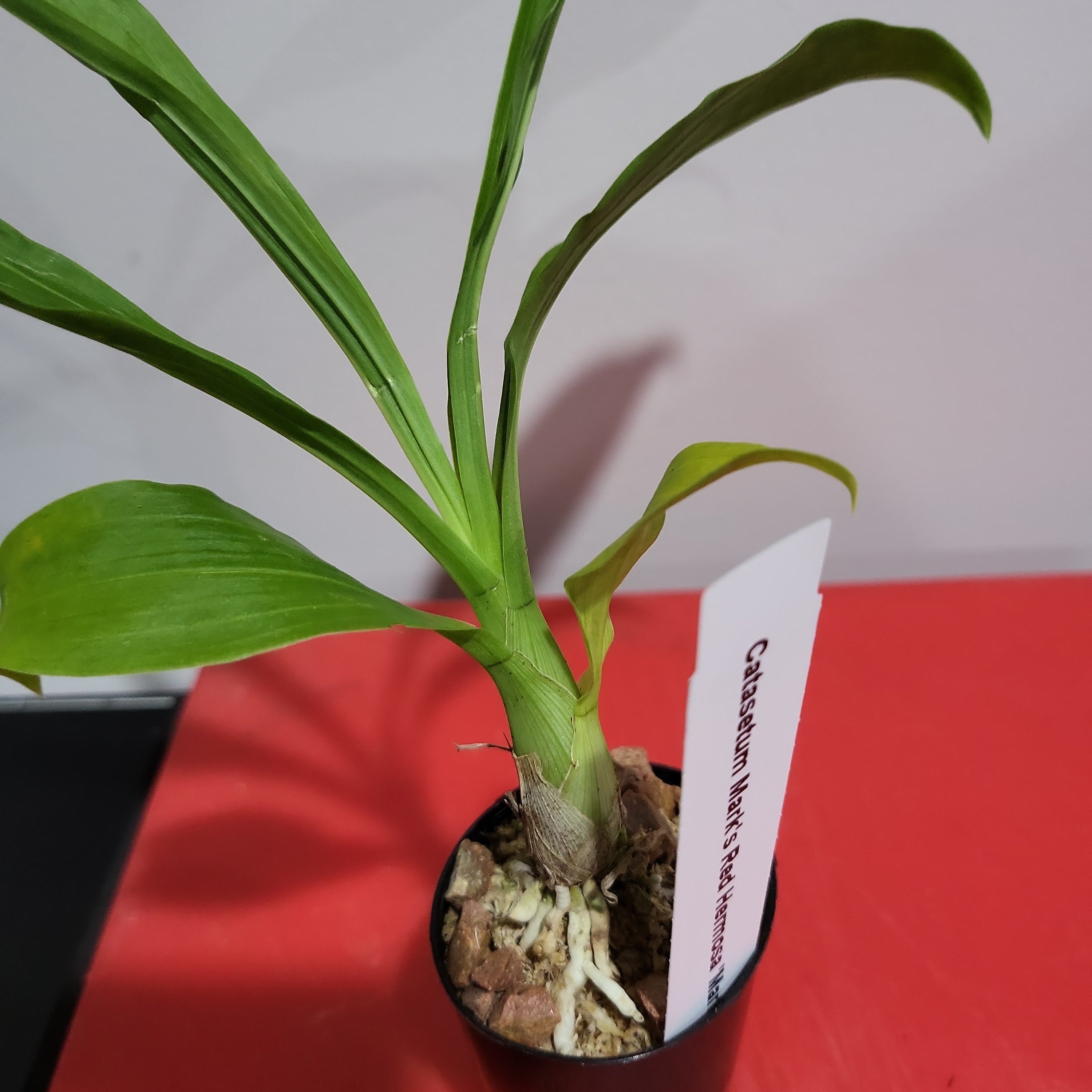 Catasetum Mark's Red Hermosa 'Mark's Jungle Girls (Mericlone)