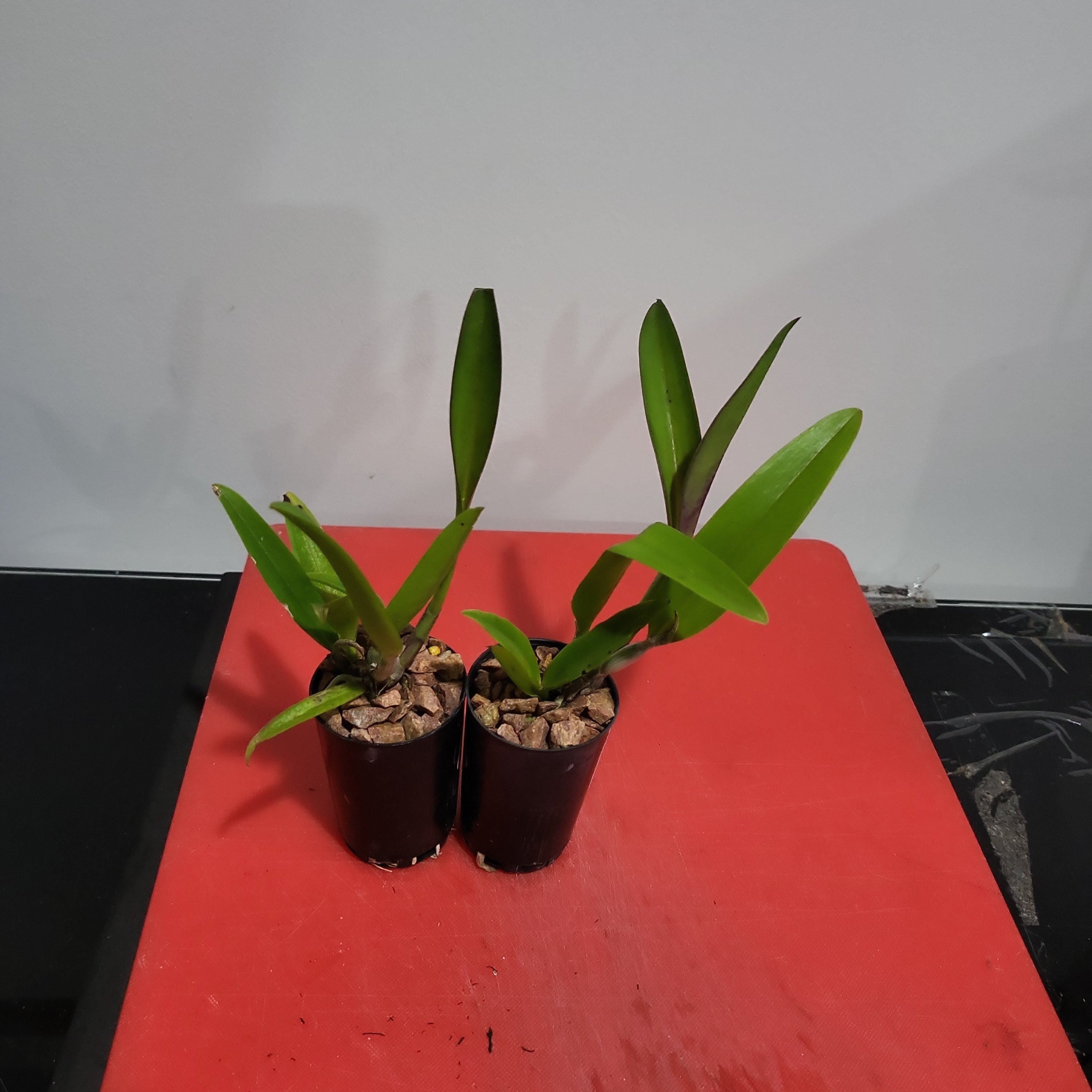 Cattleya Yuan Dung Sweet ‘Dragon Fruit’ Secondary image