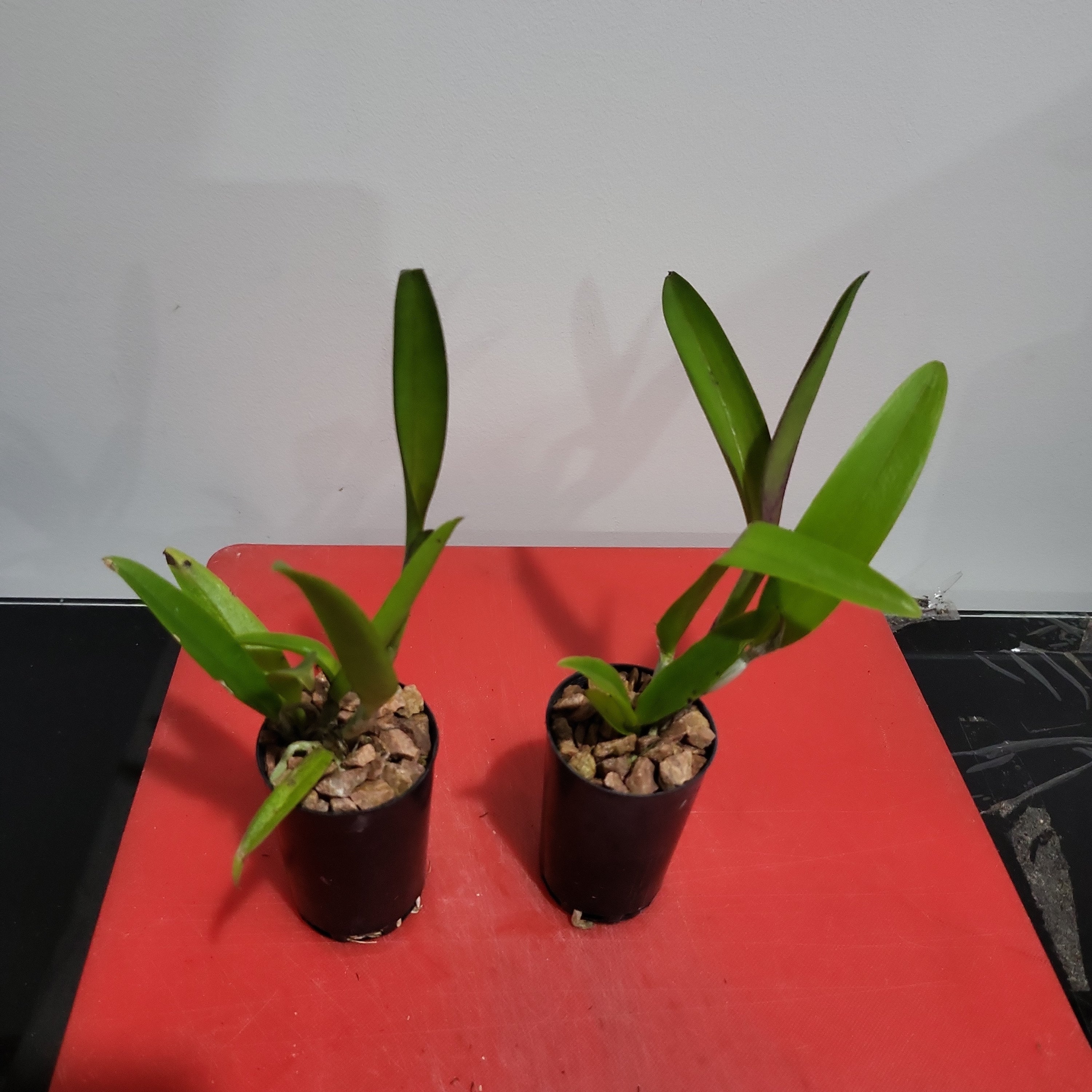 Cattleya Yuan Dung Sweet ‘Dragon Fruit’