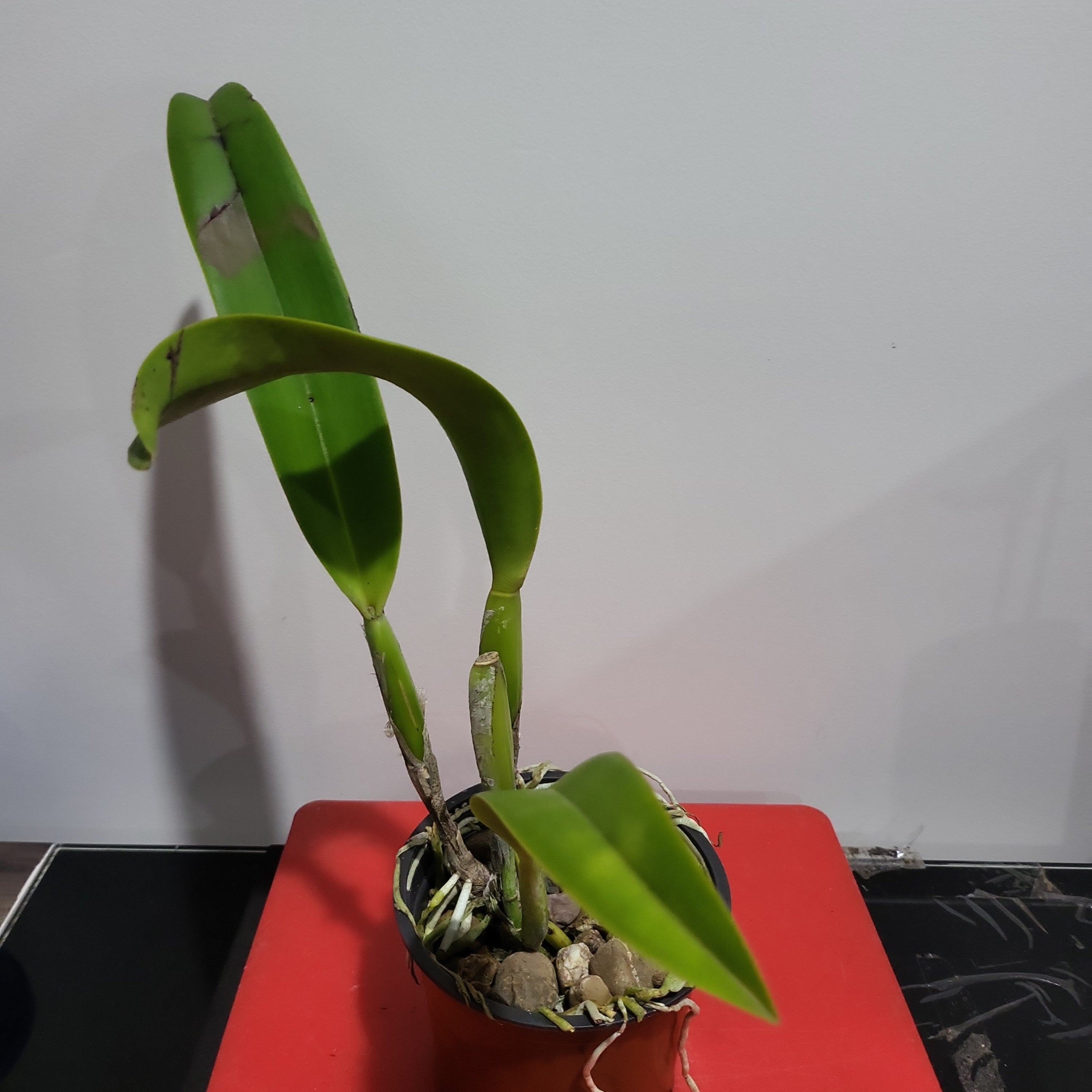 Rlc. Hey Song 'Amazing Thailand' (Special Variety)