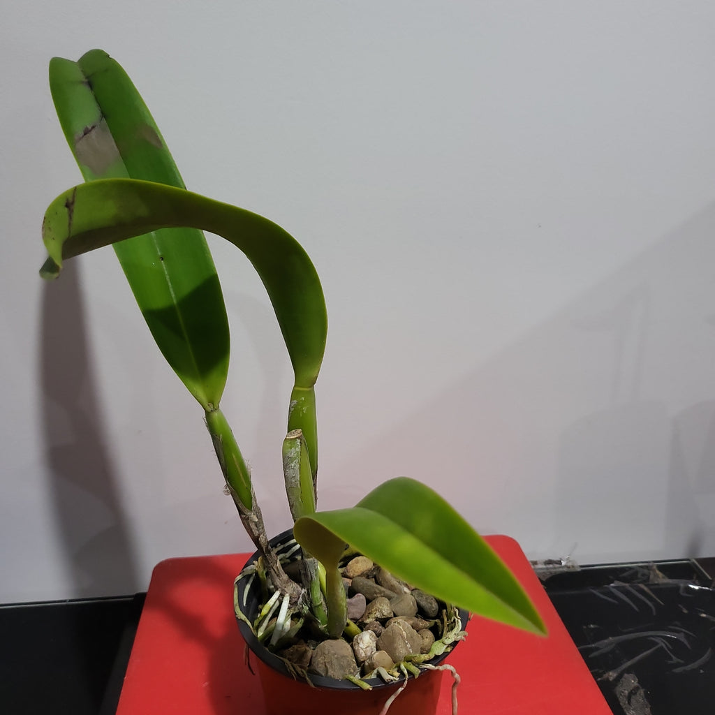 Rlc. Hey Song 'Amazing Thailand' (Special Variety)