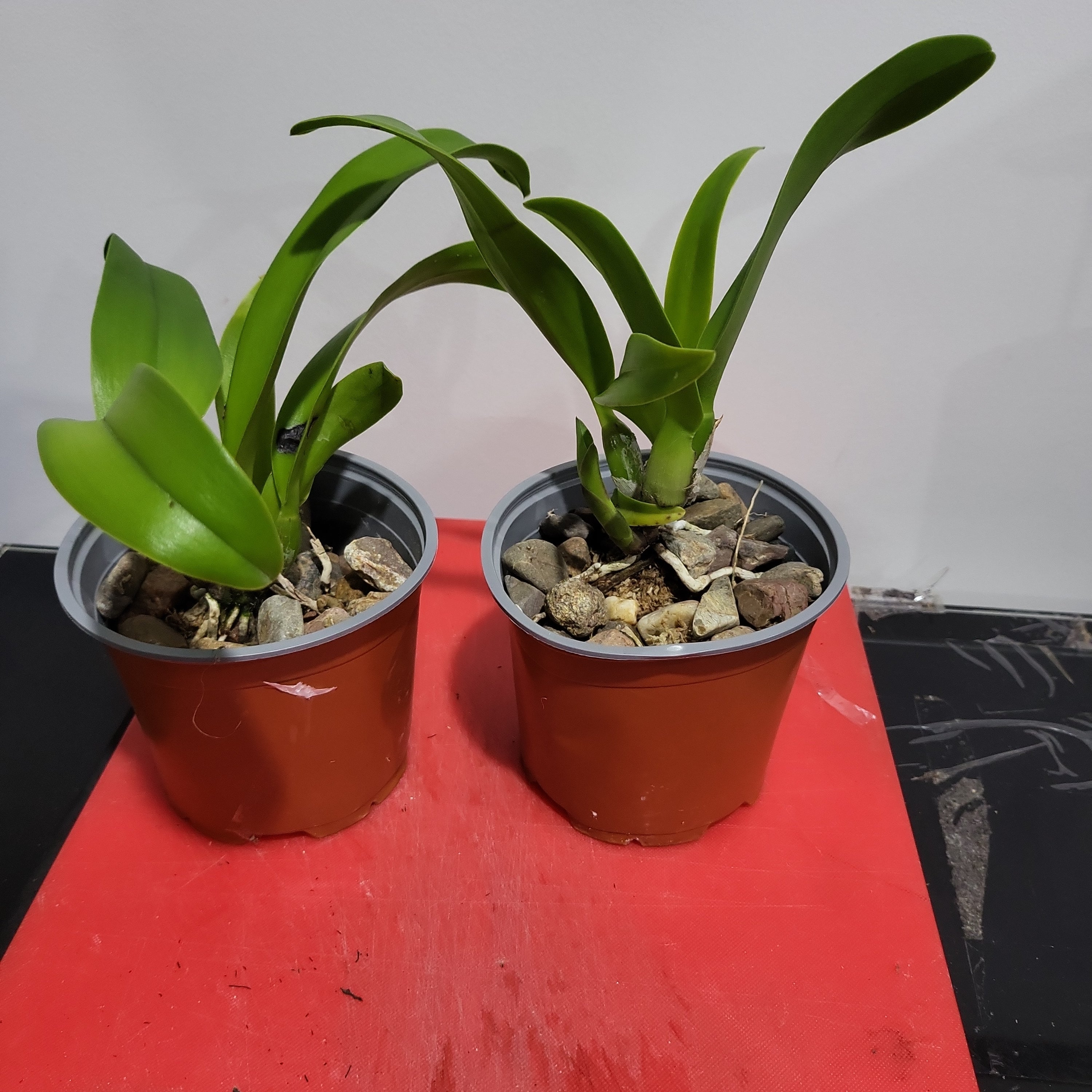 Meloara Ching Sun Bright Star (Fragrant) Secondary image