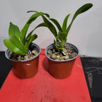 Meloara Ching Sun Bright Star (Fragrant)