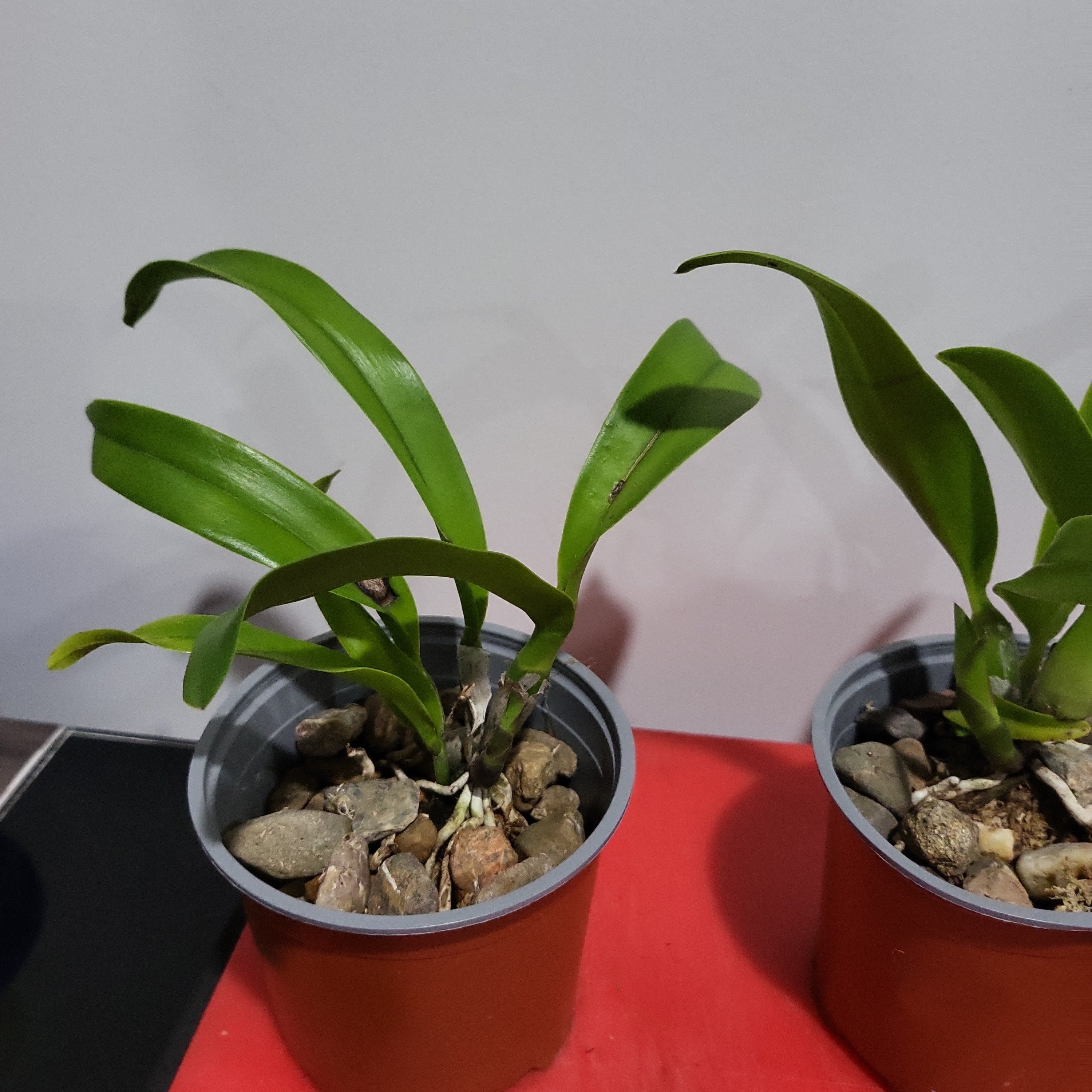 Meloara Ching Sun Bright Star (Fragrant)