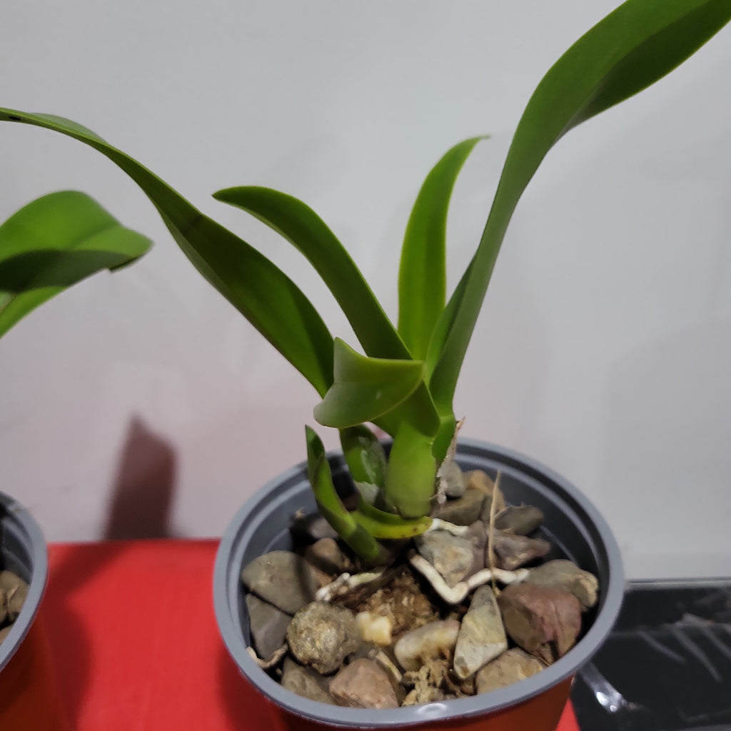 Meloara Ching Sun Bright Star (Fragrant)