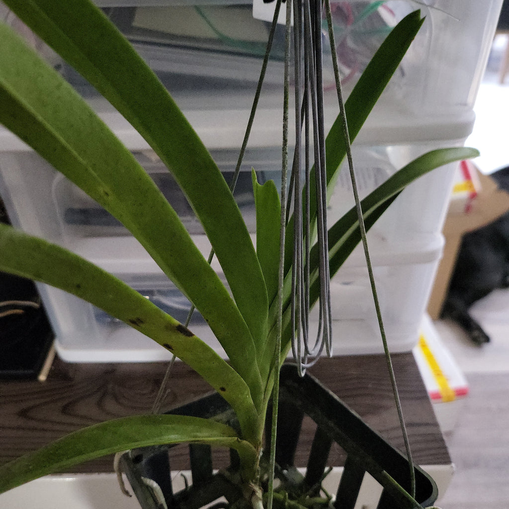 Vanda Mimi Palmer x Merrillii x Insignis x Viraphandu