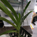 Vanda Mimi Palmer x Merrillii x Insignis x Viraphandu