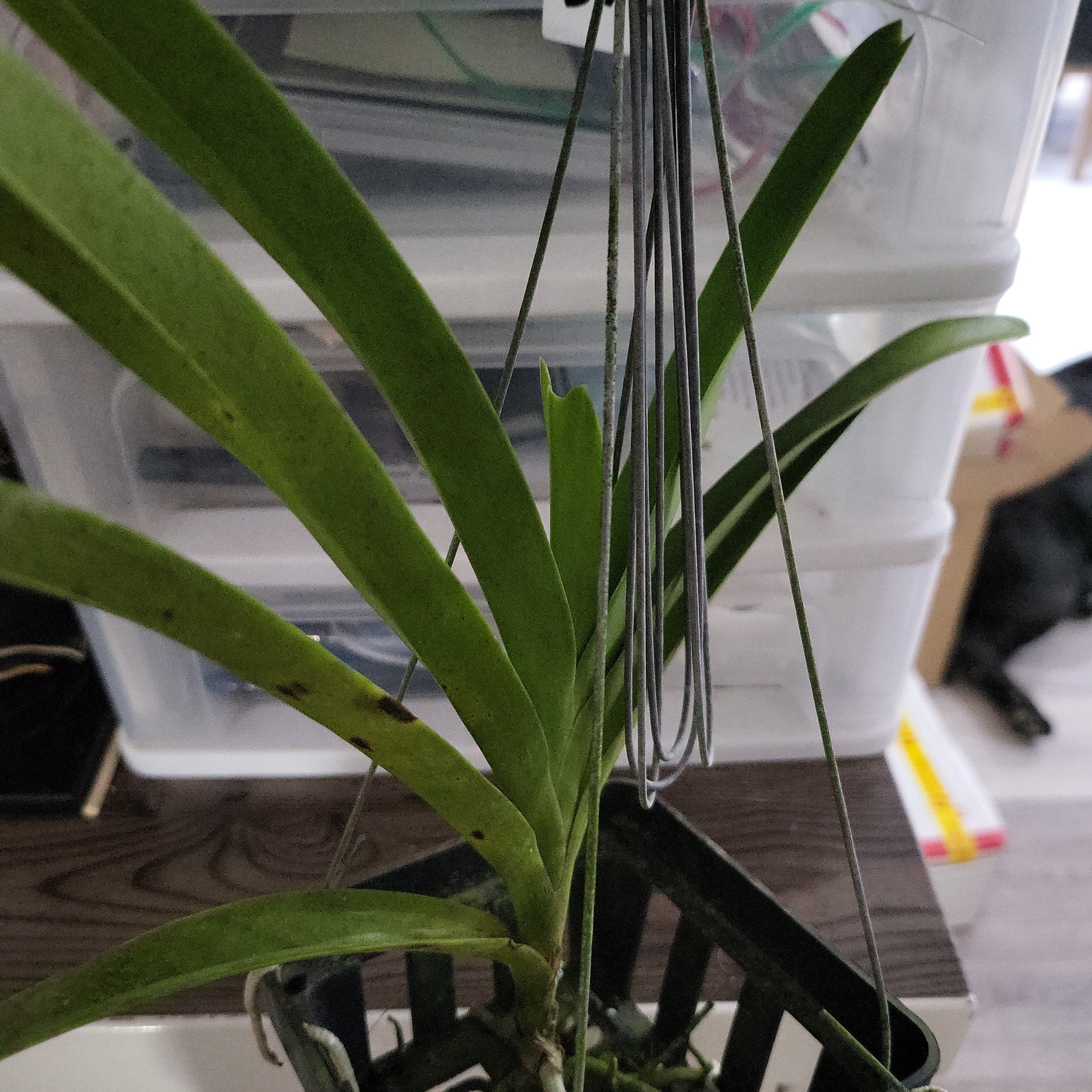 Vanda Mimi Palmer x Merrillii x Insignis x Viraphandu