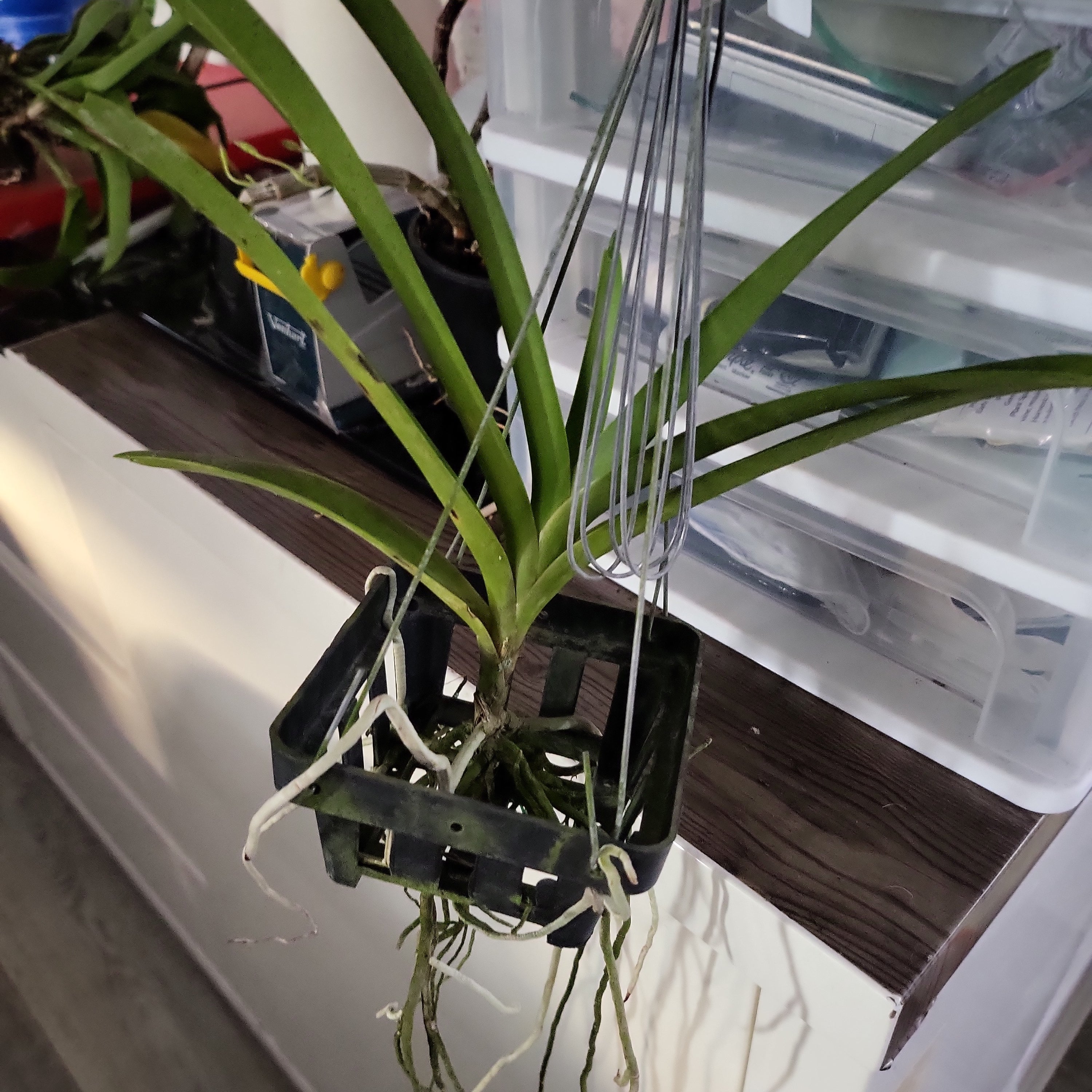 Vanda Mimi Palmer x Merrillii x Insignis x Viraphandu
