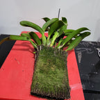 Rth. Hsinying Bluejay 'Blue Taiwan' (Rth. Volcano Blue × Cattleya labiata)