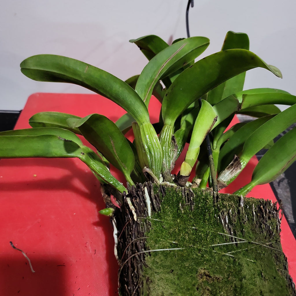 Rth. Hsinying Bluejay 'Blue Taiwan' (Rth. Volcano Blue × Cattleya labiata)