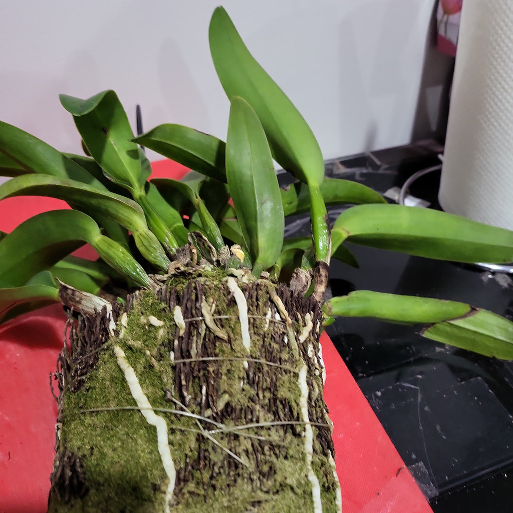 Rth. Hsinying Bluejay 'Blue Taiwan' (Rth. Volcano Blue × Cattleya labiata)