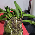 Rth. Hsinying Bluejay 'Blue Taiwan' (Rth. Volcano Blue × Cattleya labiata)