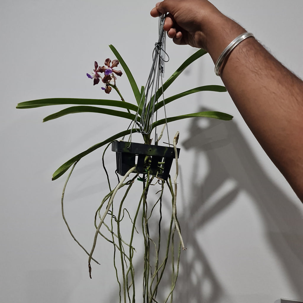 IN FLOWERS! Vanda Mimi Palmer x Merrillii x Insignis x Viraphandu