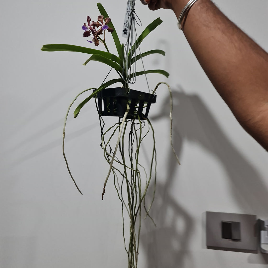 IN FLOWERS! Vanda Mimi Palmer x Merrillii x Insignis x Viraphandu