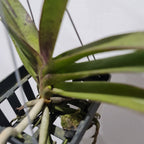 (IN SPIKE NOW) Rhynchoides Bangkok Sunset X Renanthera Storiei (Fragrant)