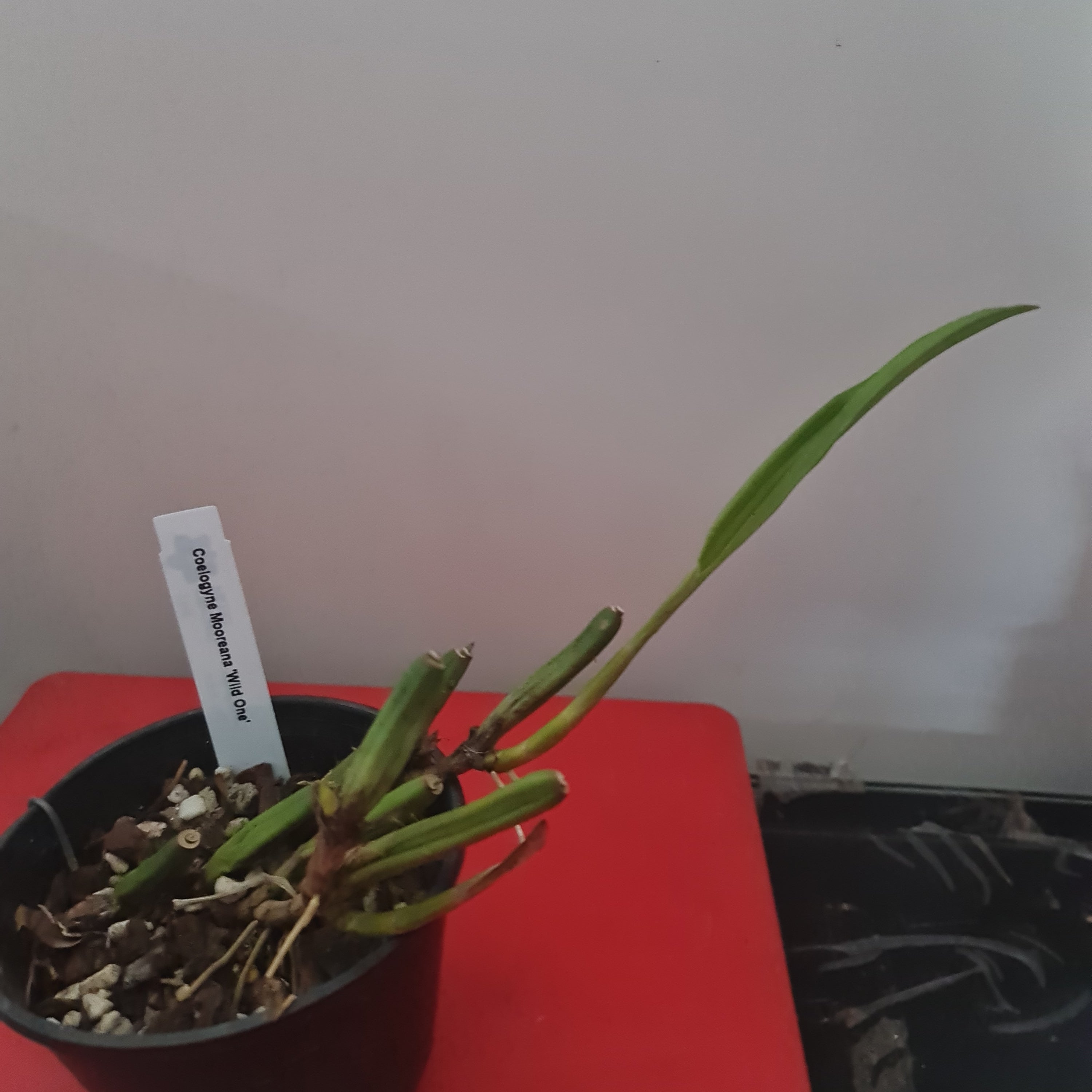 Coelogyne Mooreana 'Wild One' (Fragrant Species From Vietnam) Secondary image