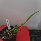 Coelogyne Mooreana 'Wild One' (Fragrant Species From Vietnam)