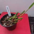 Coelogyne Mooreana 'Wild One' (Fragrant Species From Vietnam)