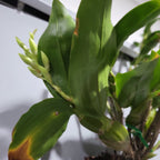 IN SPIKE! Dendrobium Sulcatum (Species HARD TO FIND)