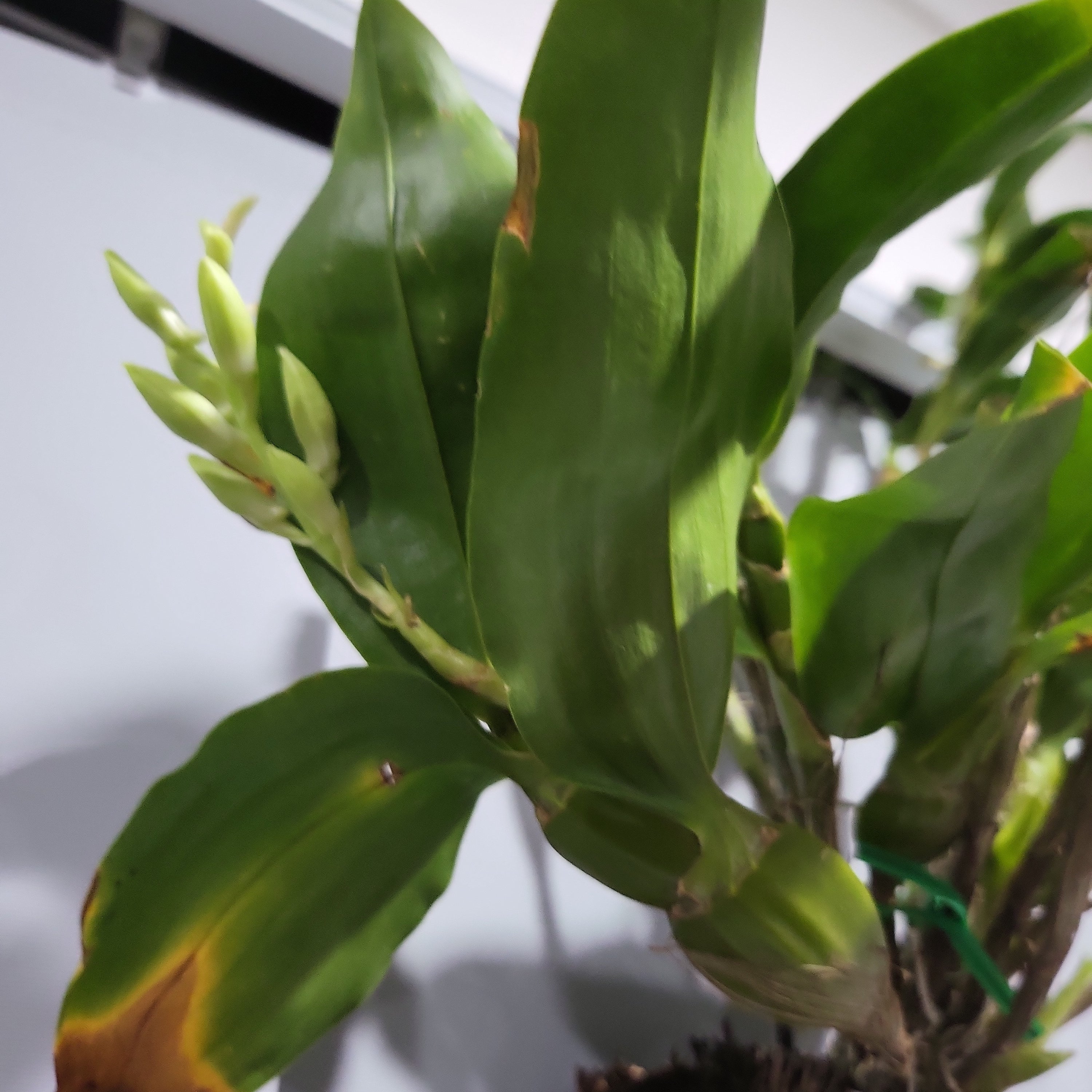 IN SPIKE! Dendrobium Sulcatum (Species HARD TO FIND)