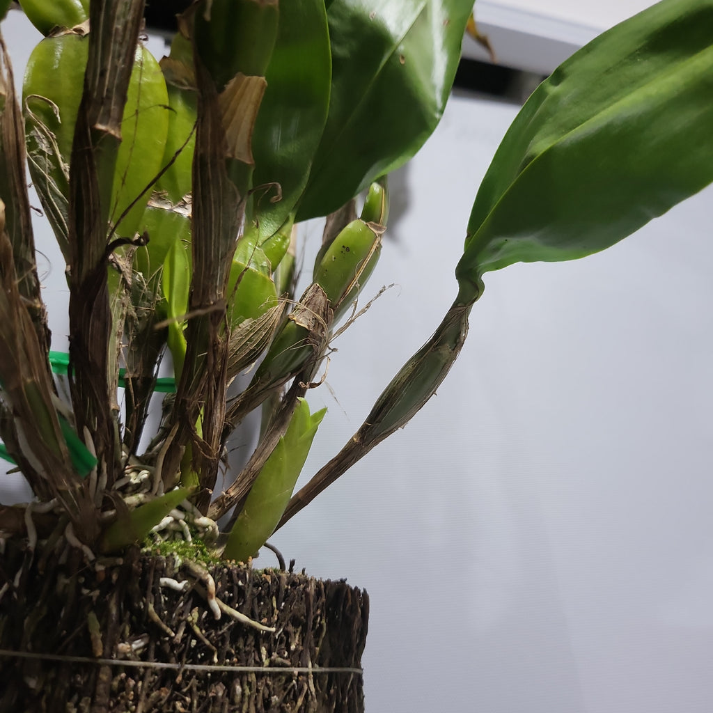 IN SPIKE! Dendrobium Sulcatum (Species HARD TO FIND)
