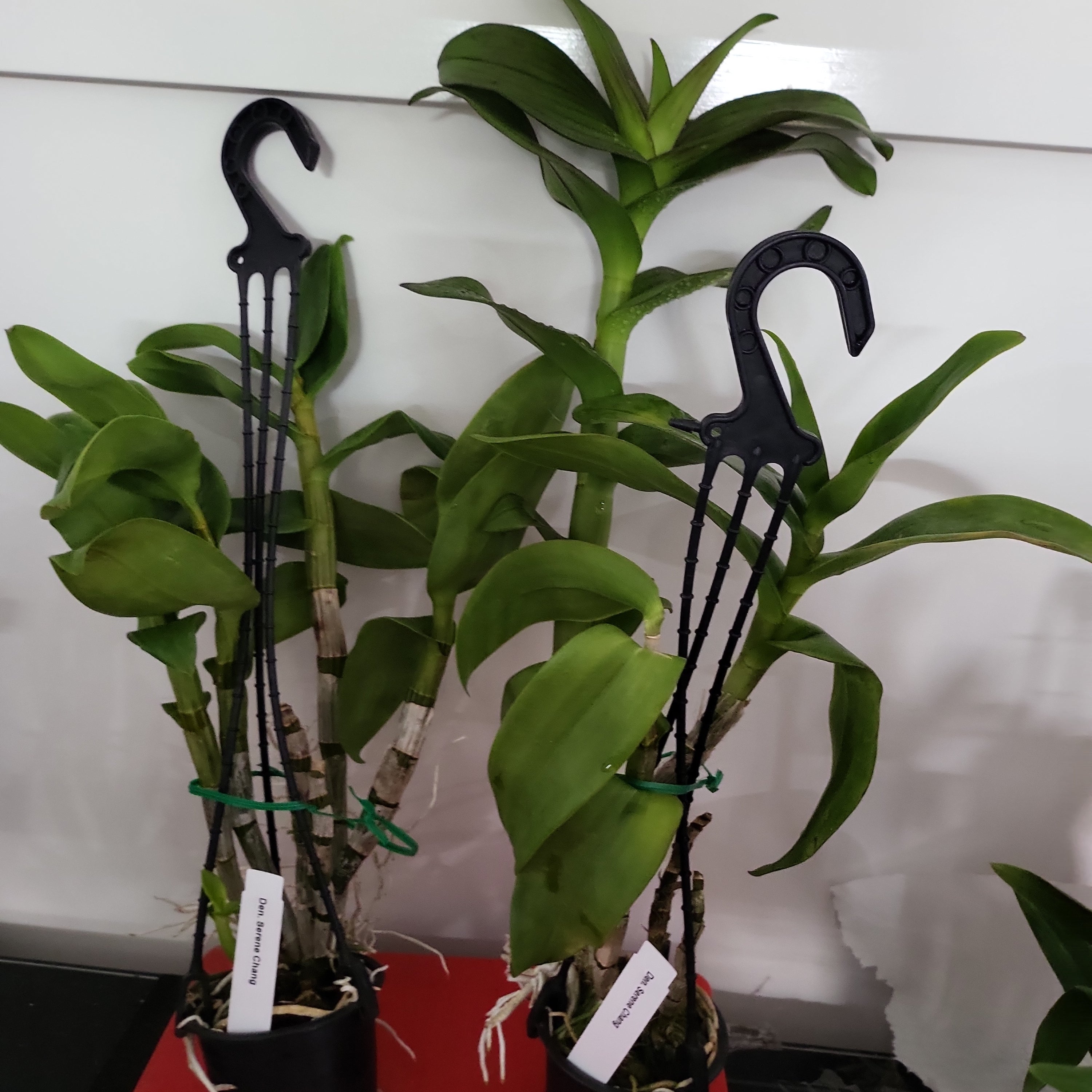 Dendrobium Serene Chang Secondary image