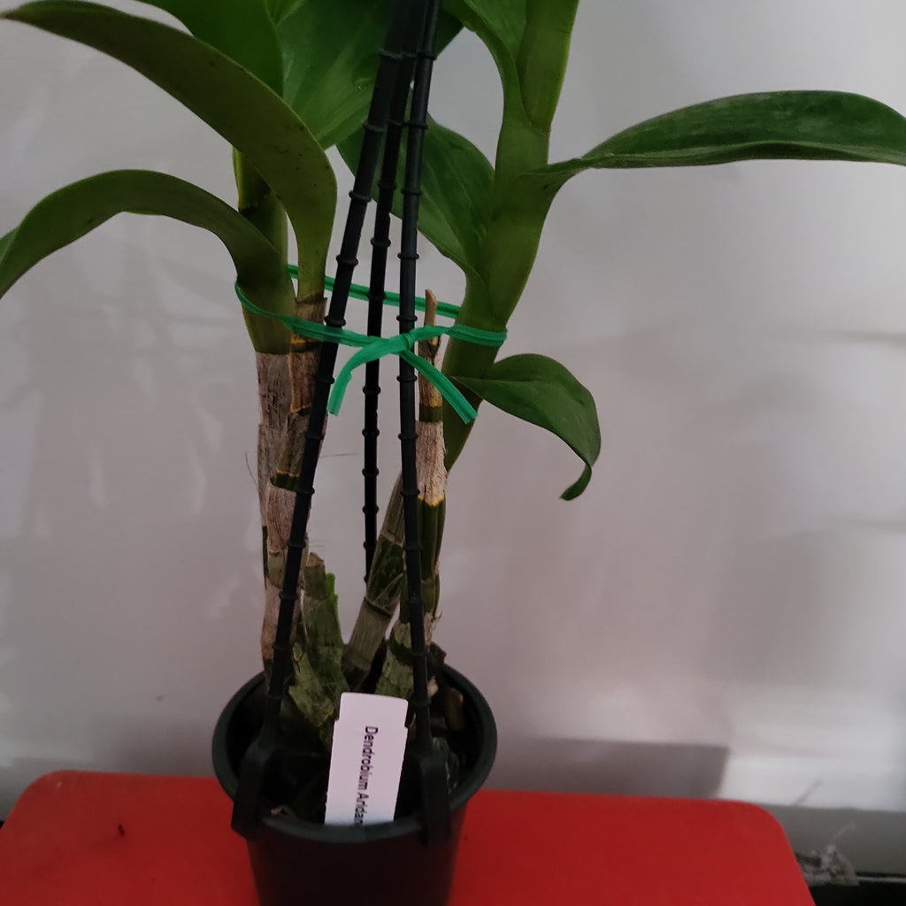 Dendrobium Aridang Blue X Speewah Purple