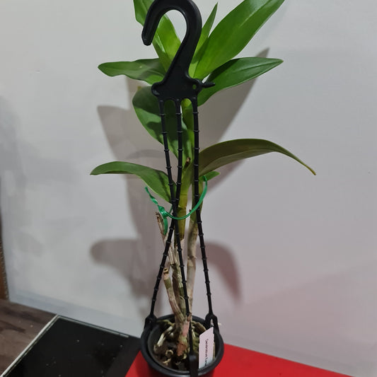 Dendrobium Earsakul