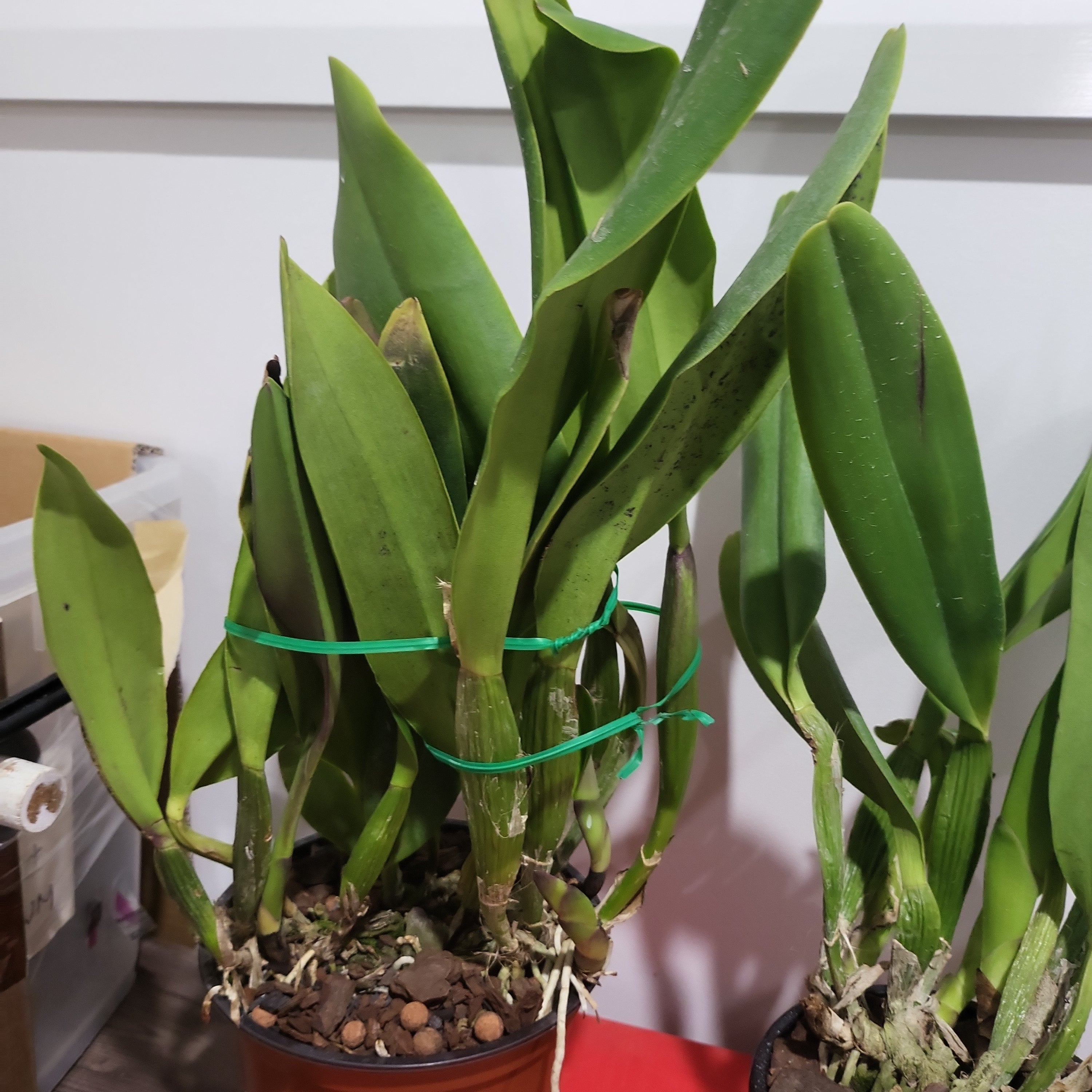 Rlc. King of Taiwan 'Splendiferous'