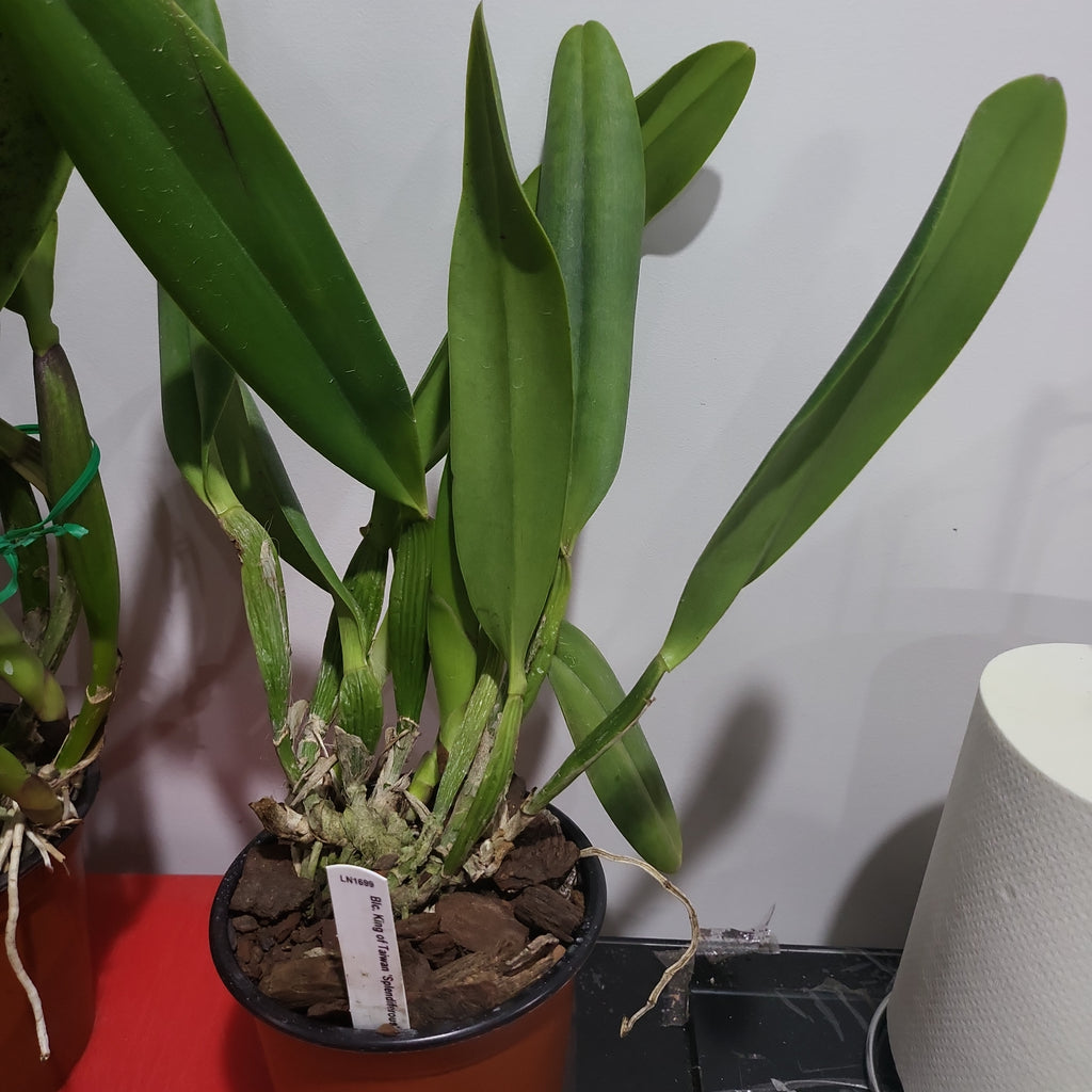 Rlc. King of Taiwan 'Splendiferous'