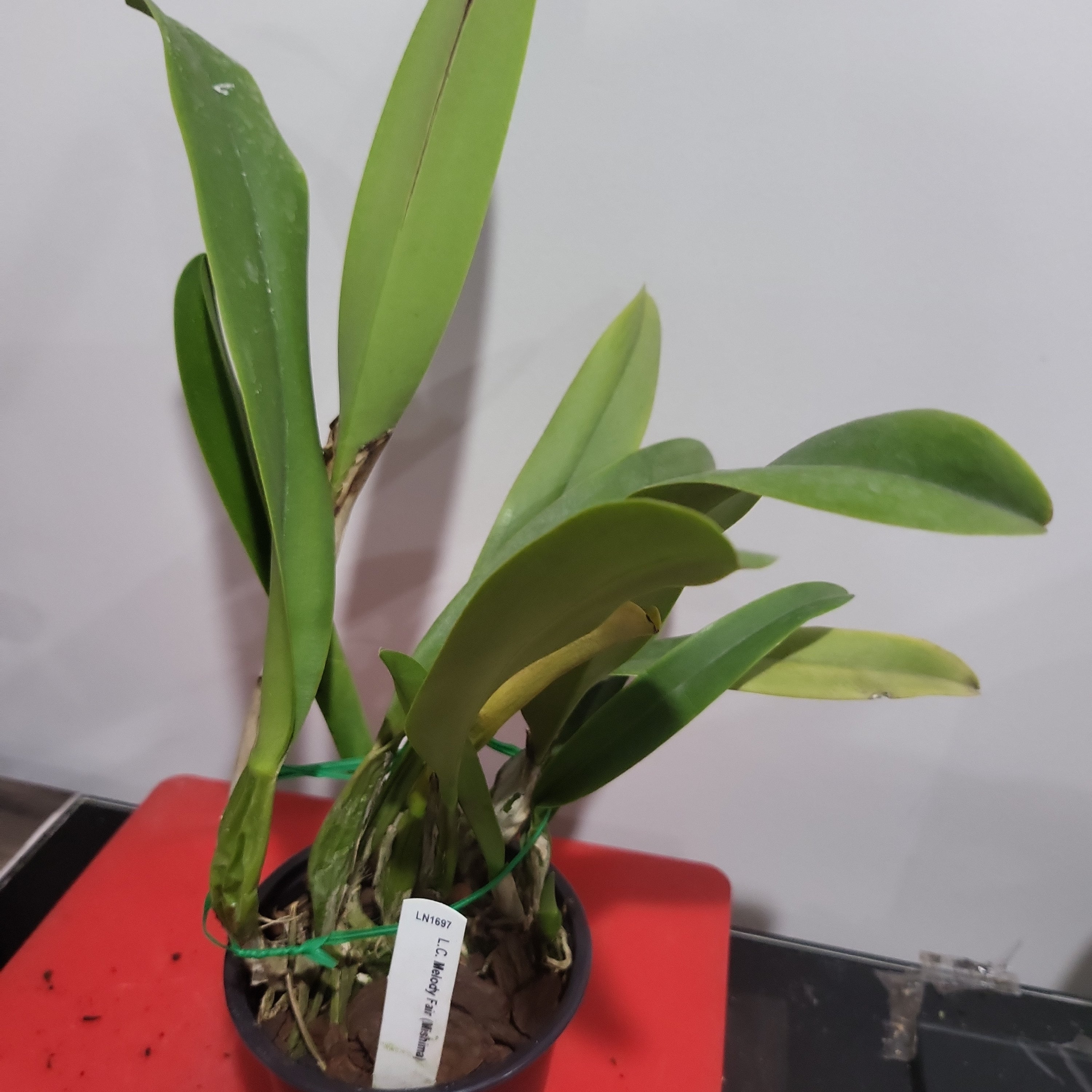 Lc. Melody Fair 'Mishima' Secondary image