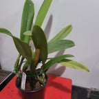 Lc. Melody Fair 'Mishima'