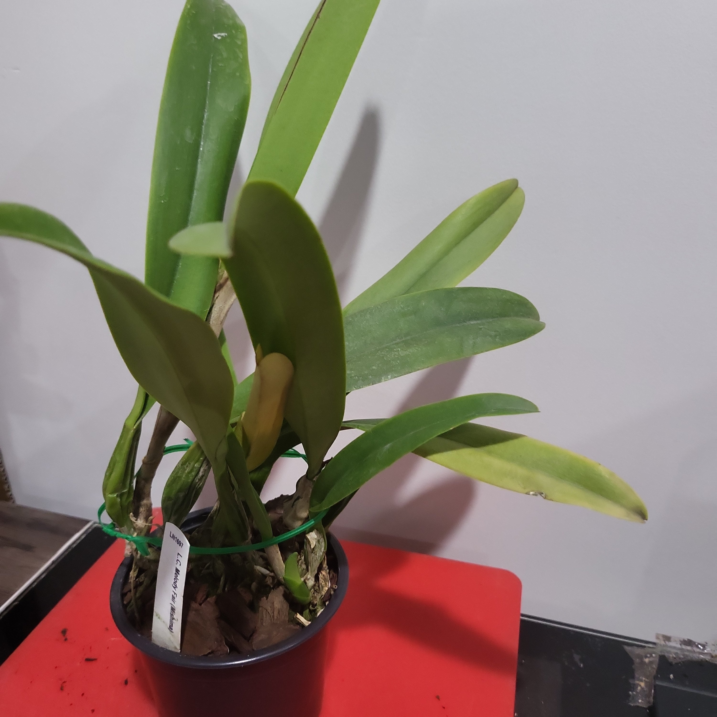 Lc. Melody Fair 'Mishima'