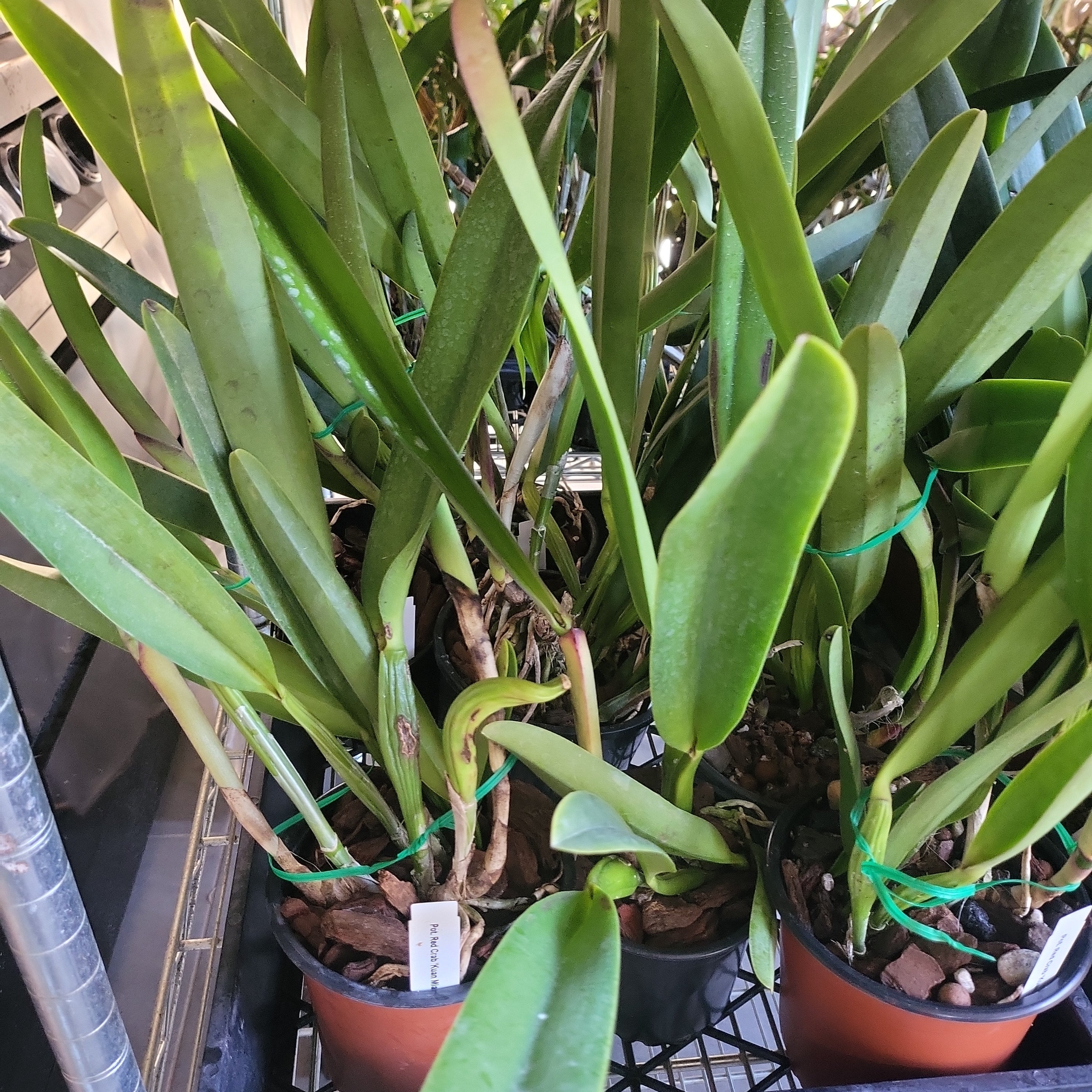 Cattleya Red Crab 'Kuan Miao' Secondary image