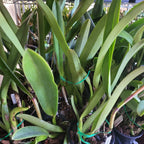 Cattleya Red Crab 'Kuan Miao'